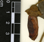 Amphilophium paniculatum (L.) Kunth, Guatemala, E. Contreras 2700, F